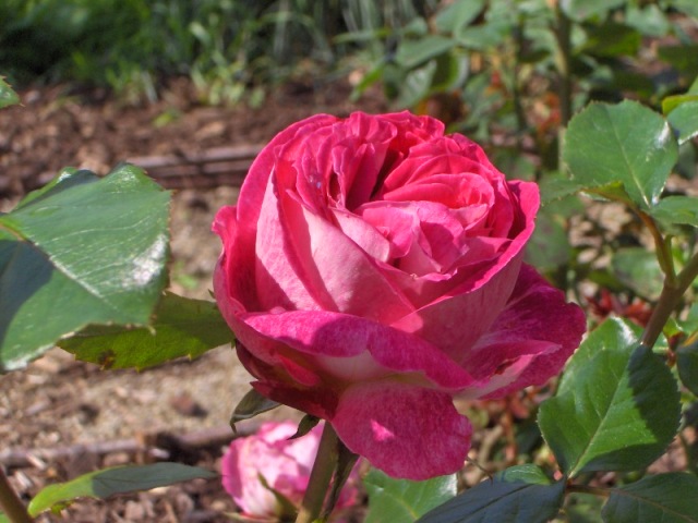 rose_gaujard.jpg