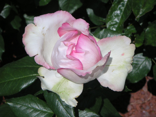roseoptimist.jpg